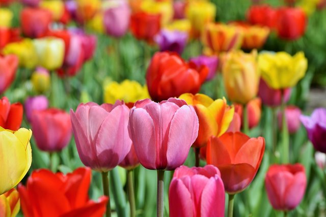 tulips-3321559_1280[1].jpg